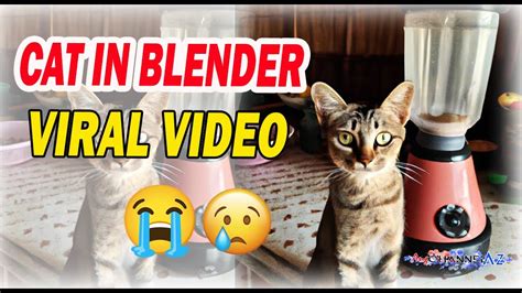 who put a cat into a blender|What Is The Disturbing Cat Blender Video And Why Are They。